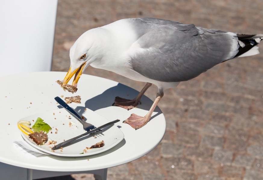 a bird eating from a plate in Gothenburg, Sweden, June 2014, picture 6
