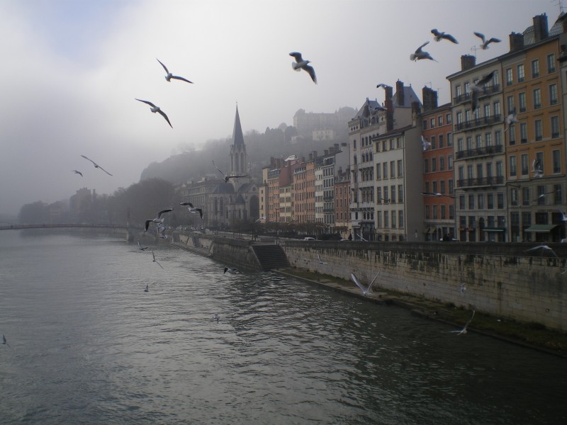 Le Rhône, a su paso por Lyon, gaviotas, diciembre de 2013