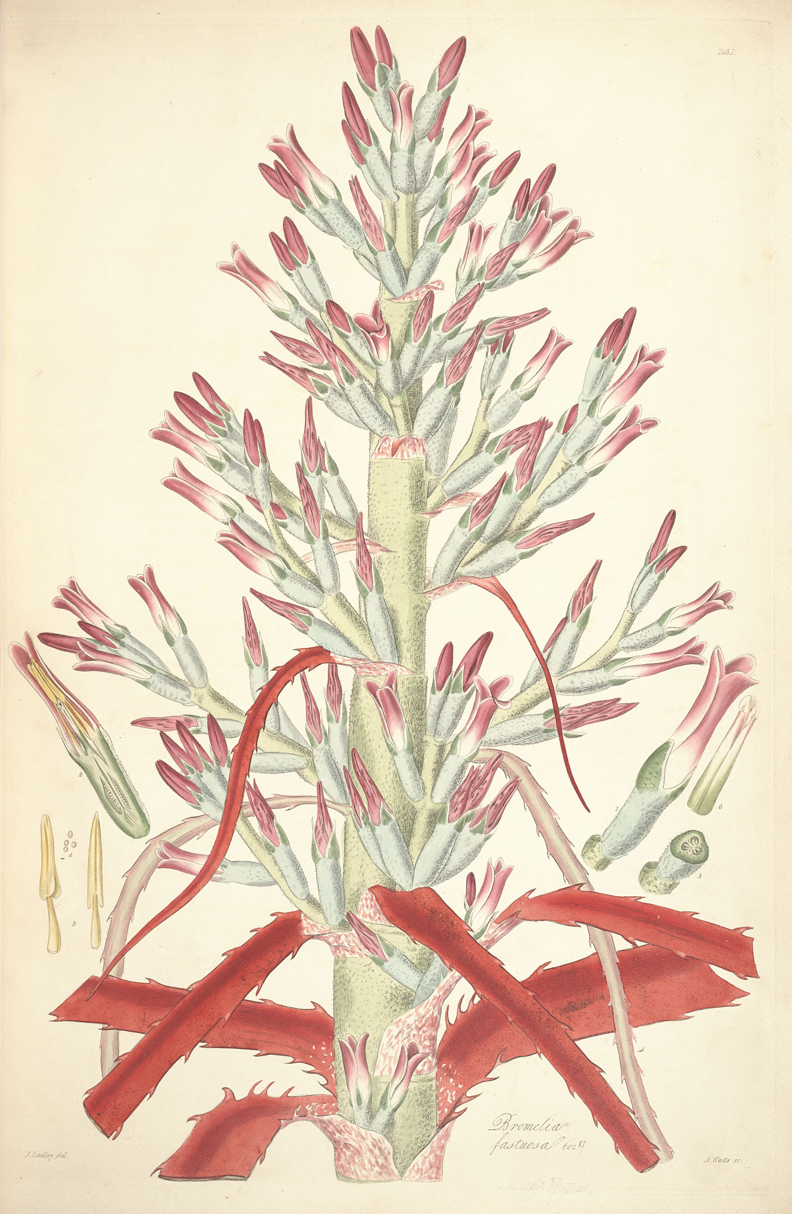 Bromelia pinguin (as Bromelia fastuosa) - Collectanea botanica - Lindley pl. 1 (1821)
