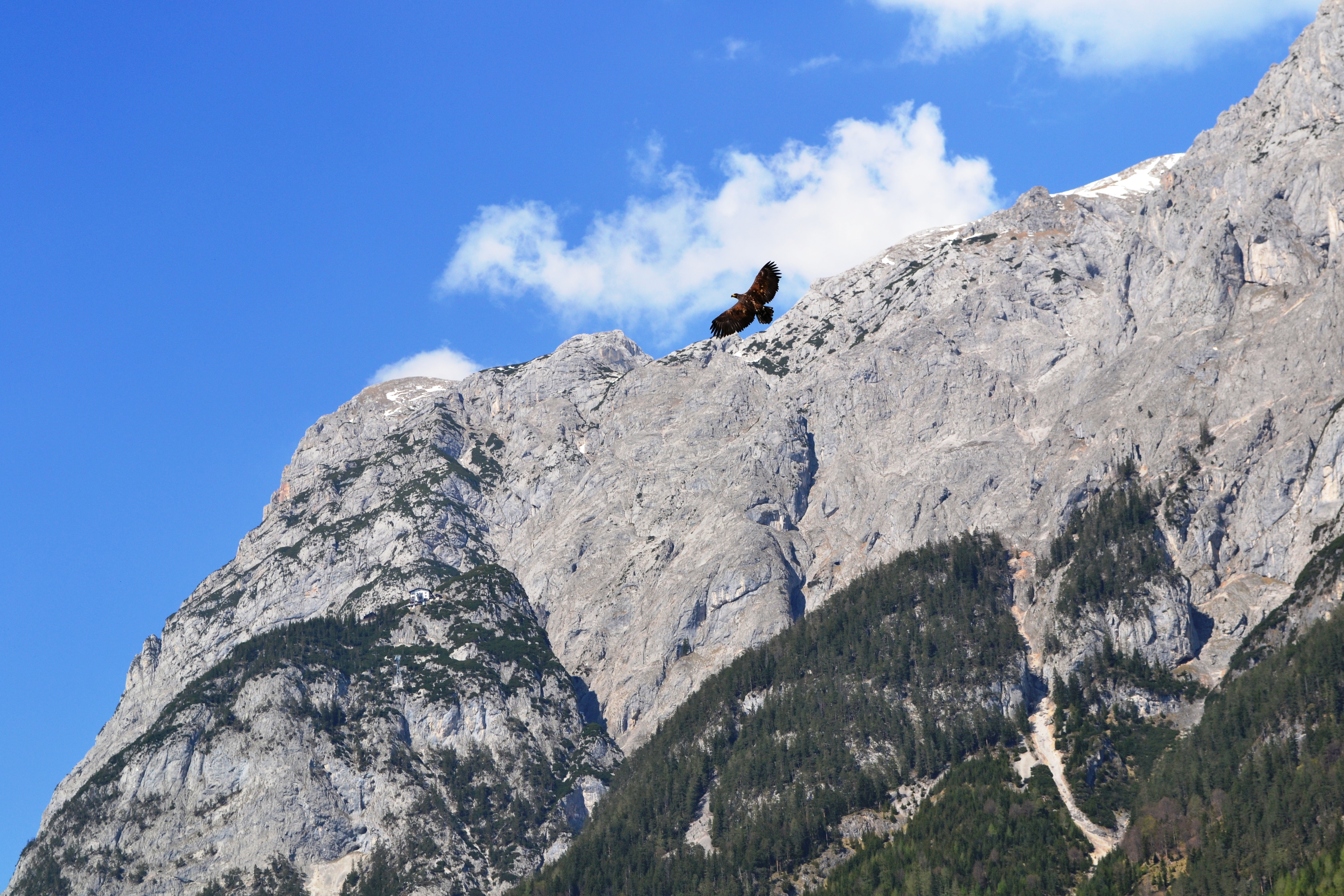 Eagle in the Tennengebirge, Austria
