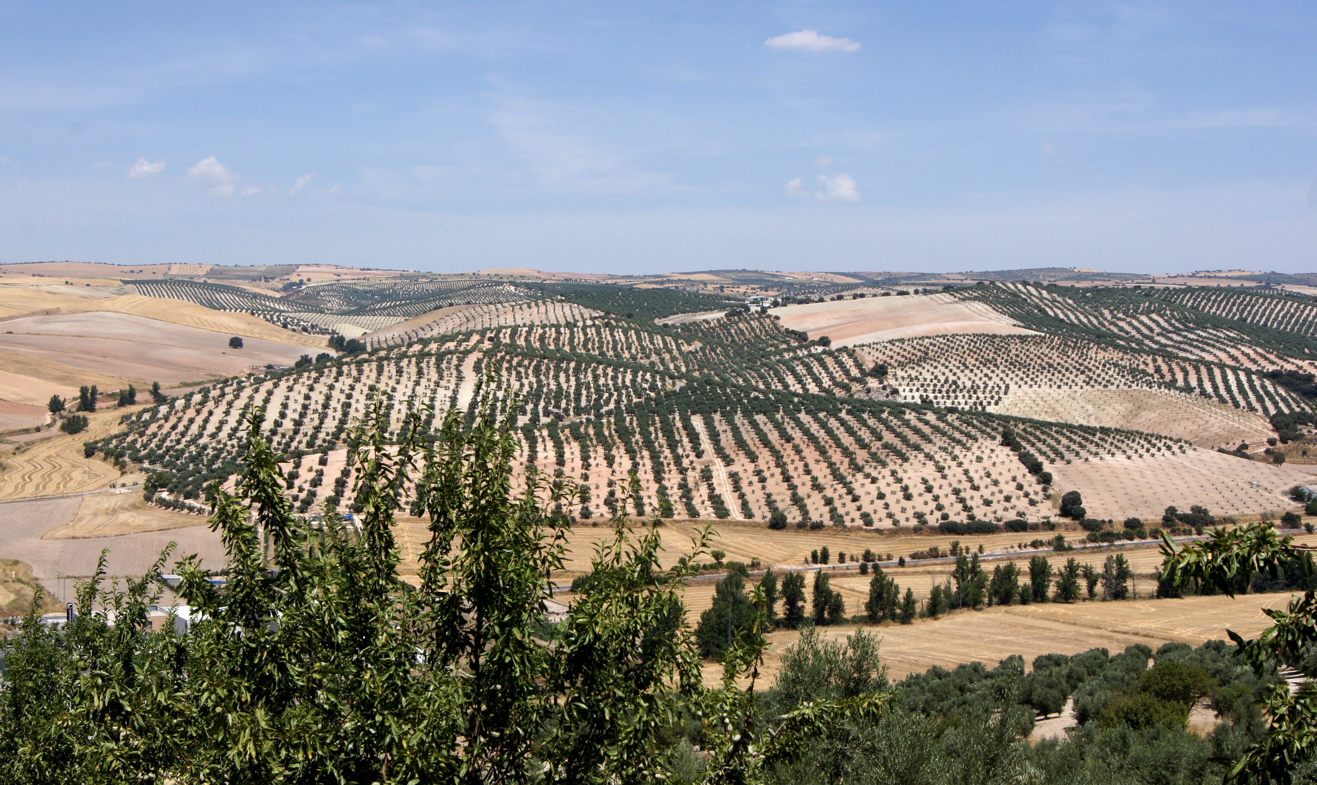 Landscape andalusia pinar