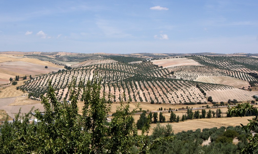 Landscape andalusia pinar