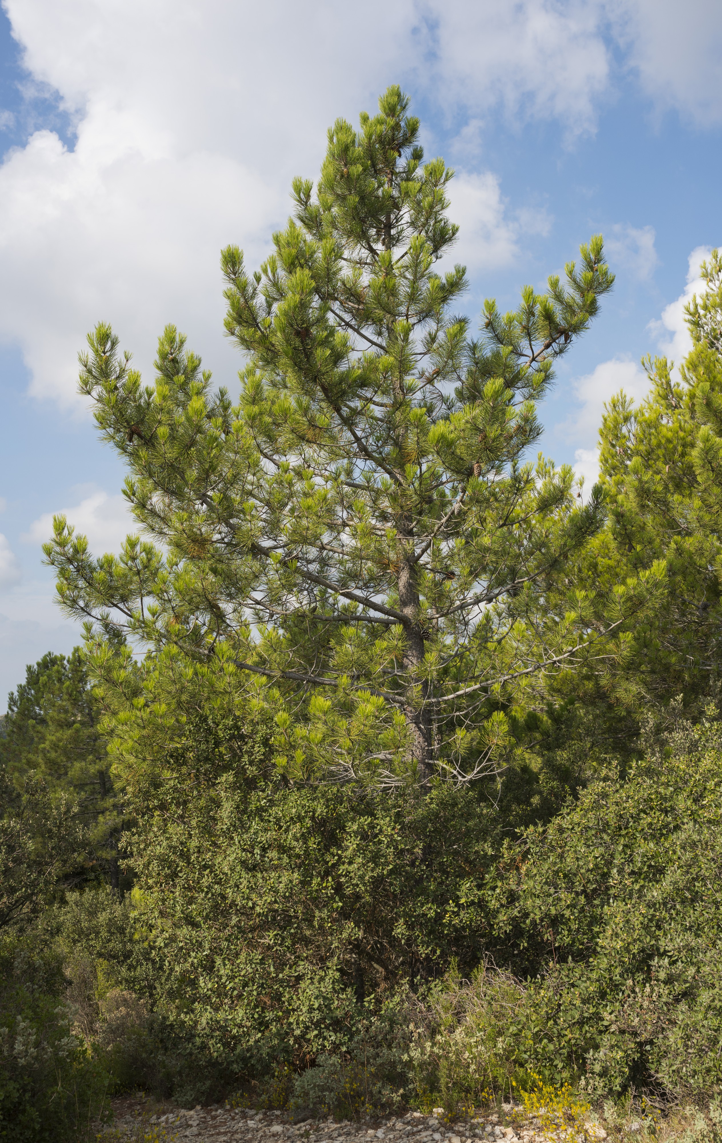 Pinus nigra, Saint-Rémy-de-Provence cf01