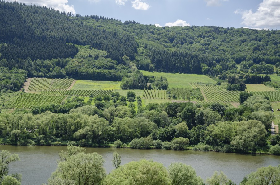 Vineyards by the Mosel jun 2018 (2)