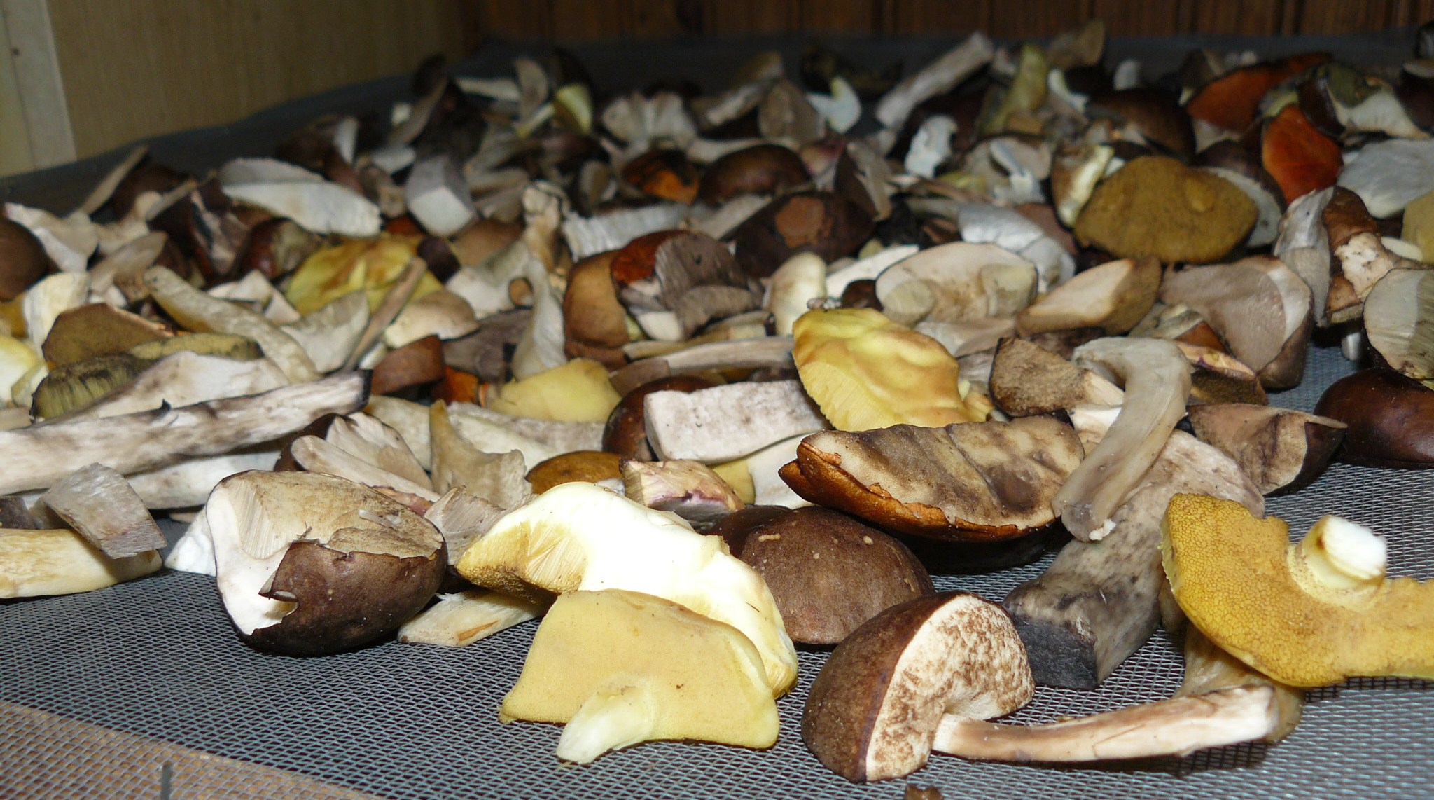 Dried polish mushrooms