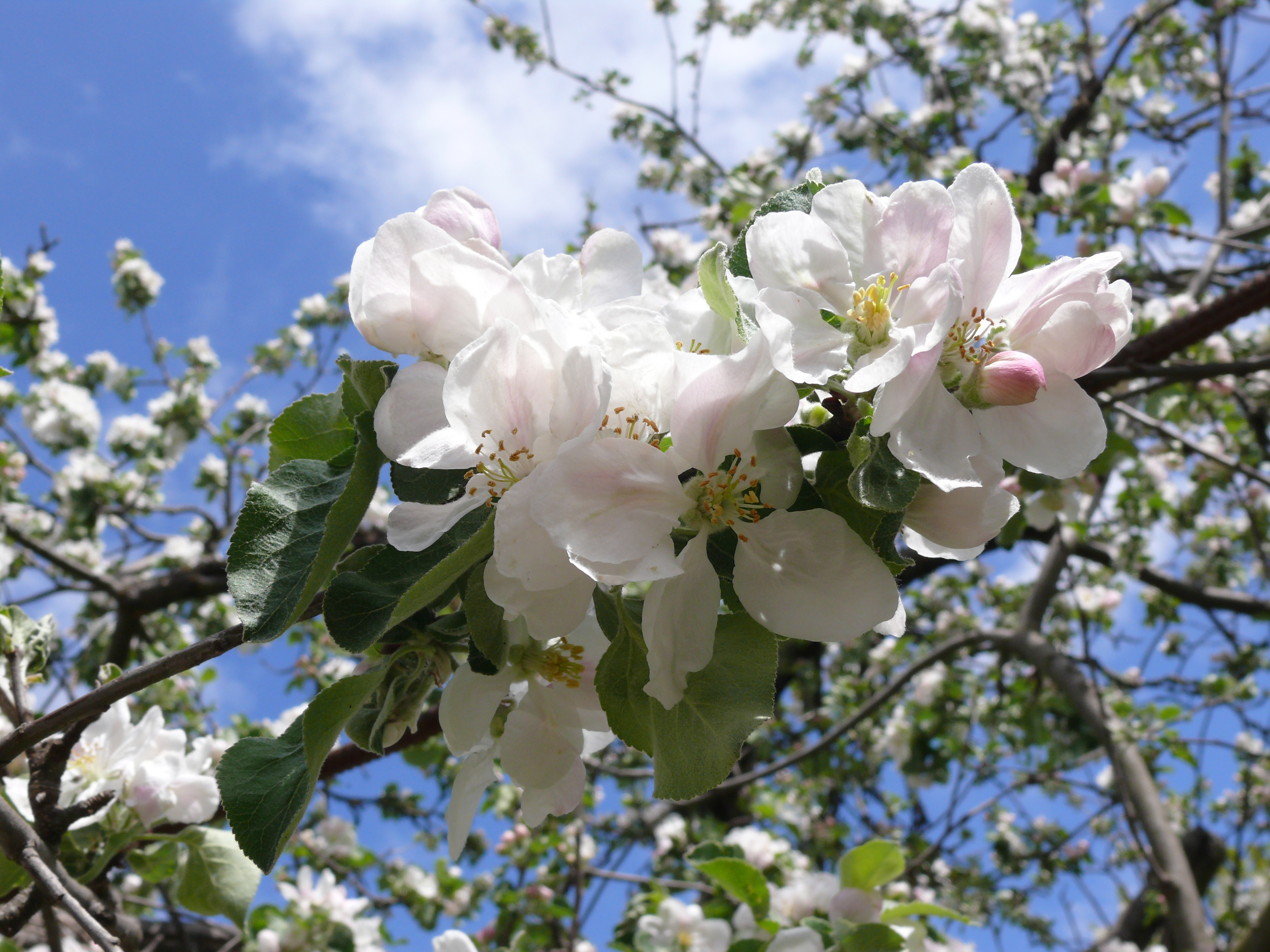 Apple priapple tree flower