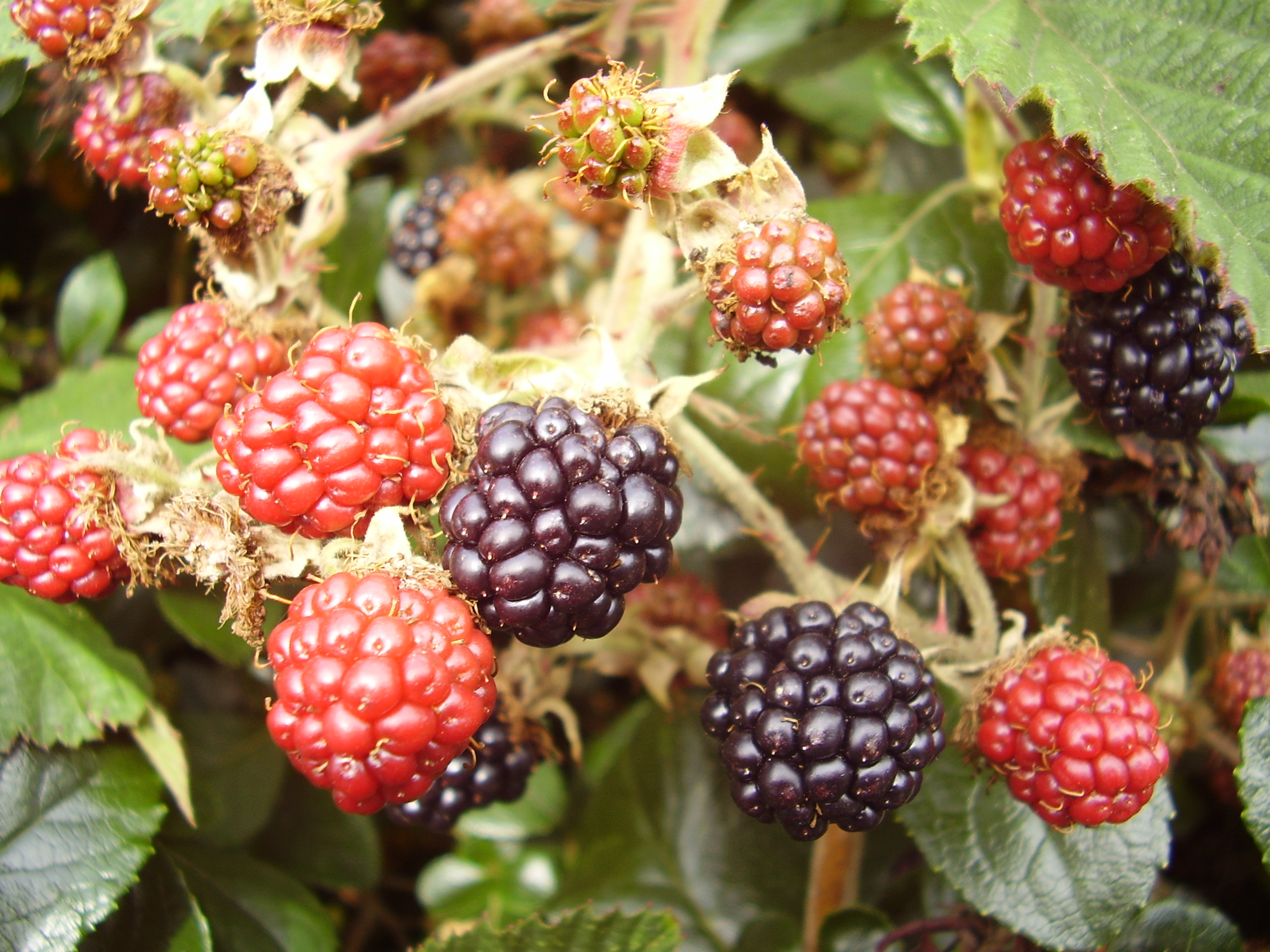 Blackberries ios