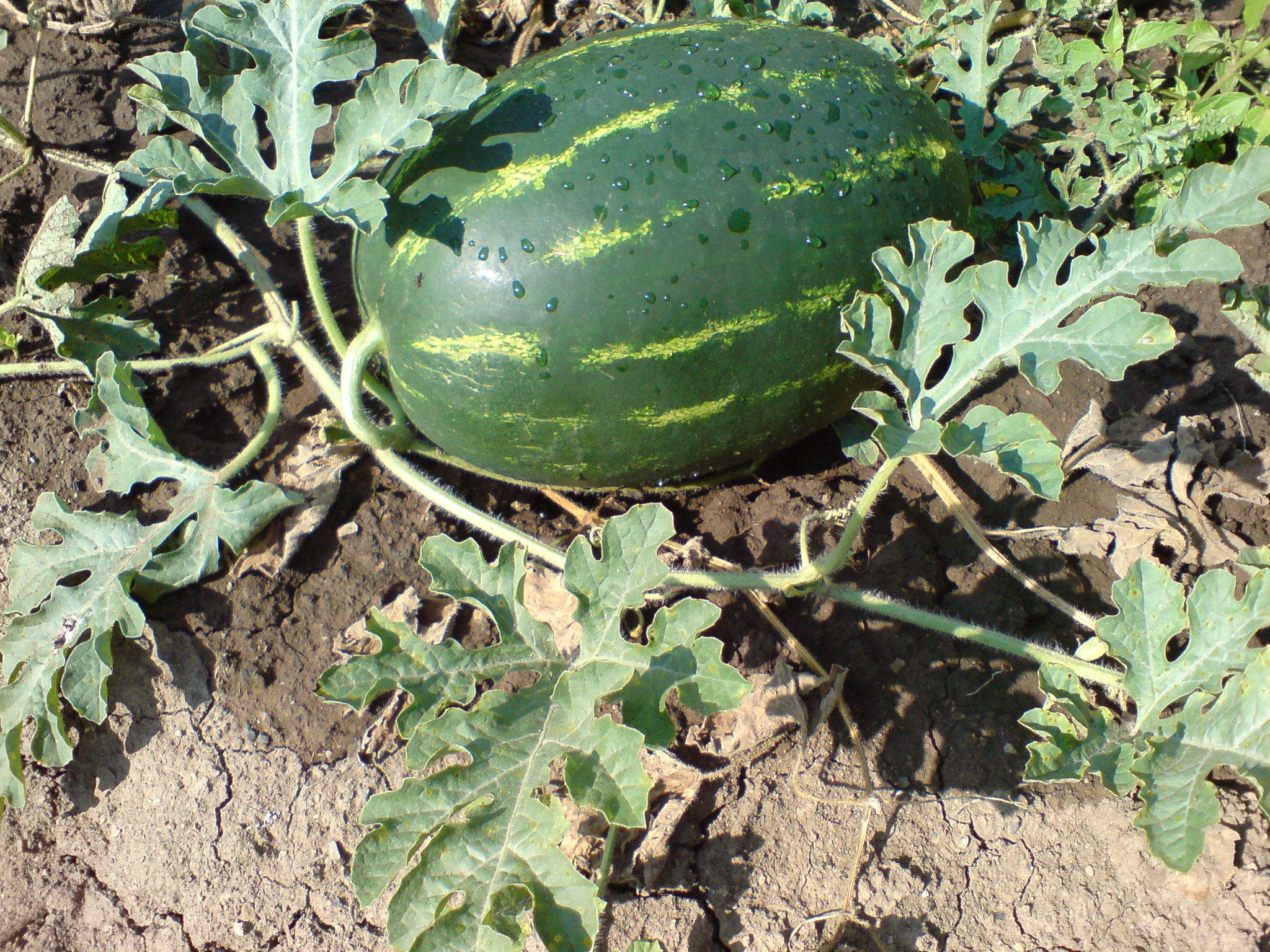 Bulgarian watermelon