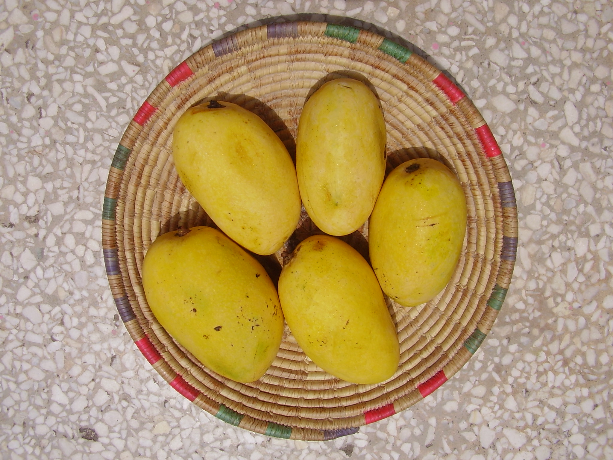 Chaunsa Mango, a famous variety of mango in Pakistan