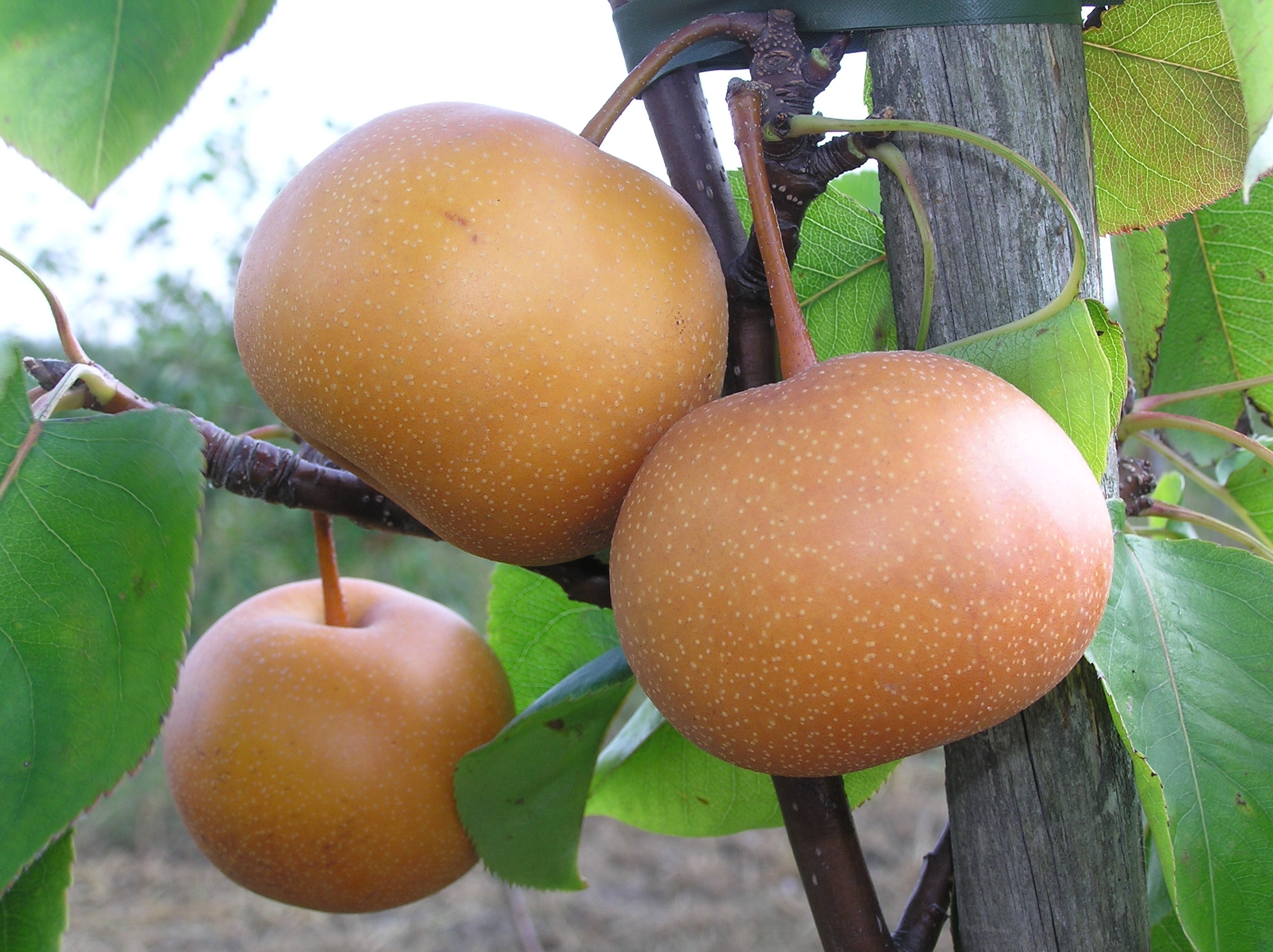 Fruits of Chojuro cultivar on a tree