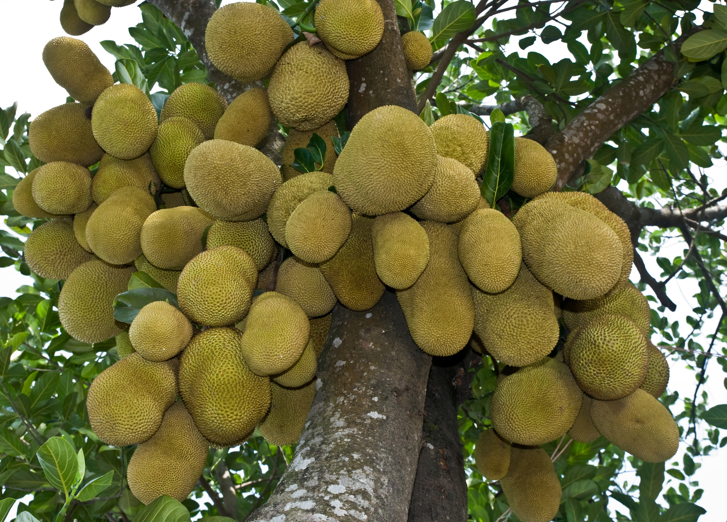 Jackfruit National fruit of Bangladesh