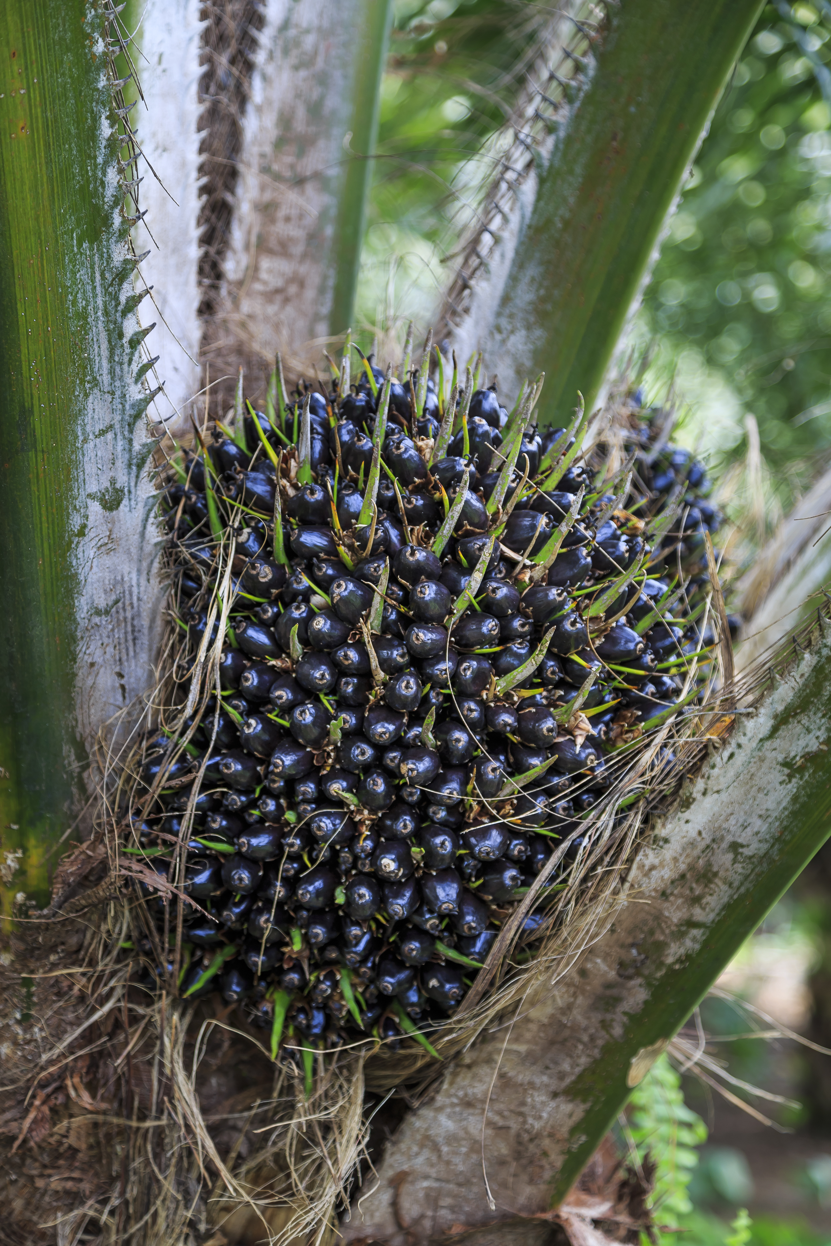 Kimanis Sabah Palm-oil-fruits-of-Kimanis-Estate-01