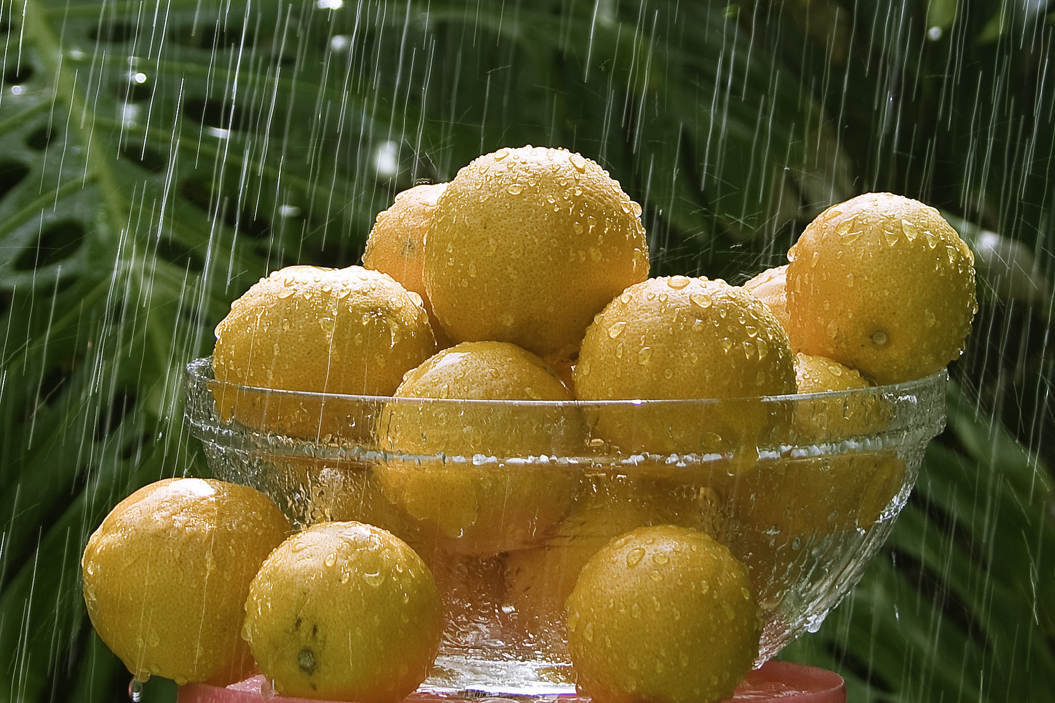 Oranges during rain