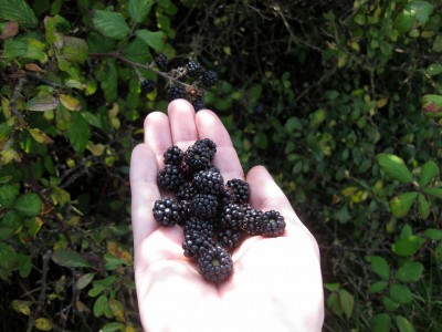 Blackberries on a right hand. Blackberry is an aggregate fruit from a bramble bush, genus Rubus.
