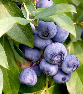blueberries_on_branch.jpg