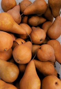 boscpears.jpg