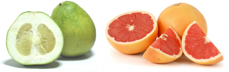 citrus_maxima_et_citrus_paradisi.jpg