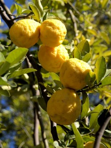 Lemons at Outjo, Namibia.