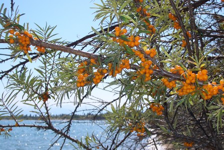 E8304-Kosh-Kol-sea-buckthorn