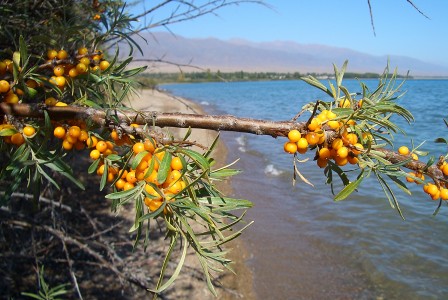Sea-buckthorn shrub on the shore of Lake Issyk Kul. The Tamchy village area is in the background (looking east from a point between Tamchy and Kosh Kol).