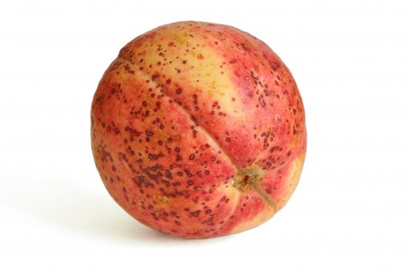 guava_fruit.jpg