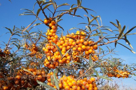 hippophae_rhamnoides_051013.jpg