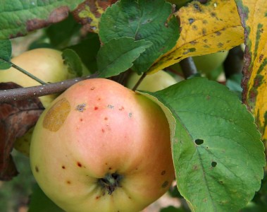 malus_landsberger-renette.jpg