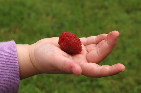 raspberry_on_child_s_hand.jpg