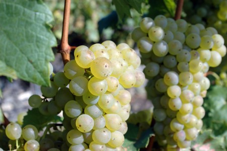 rieslingtrauben.jpg