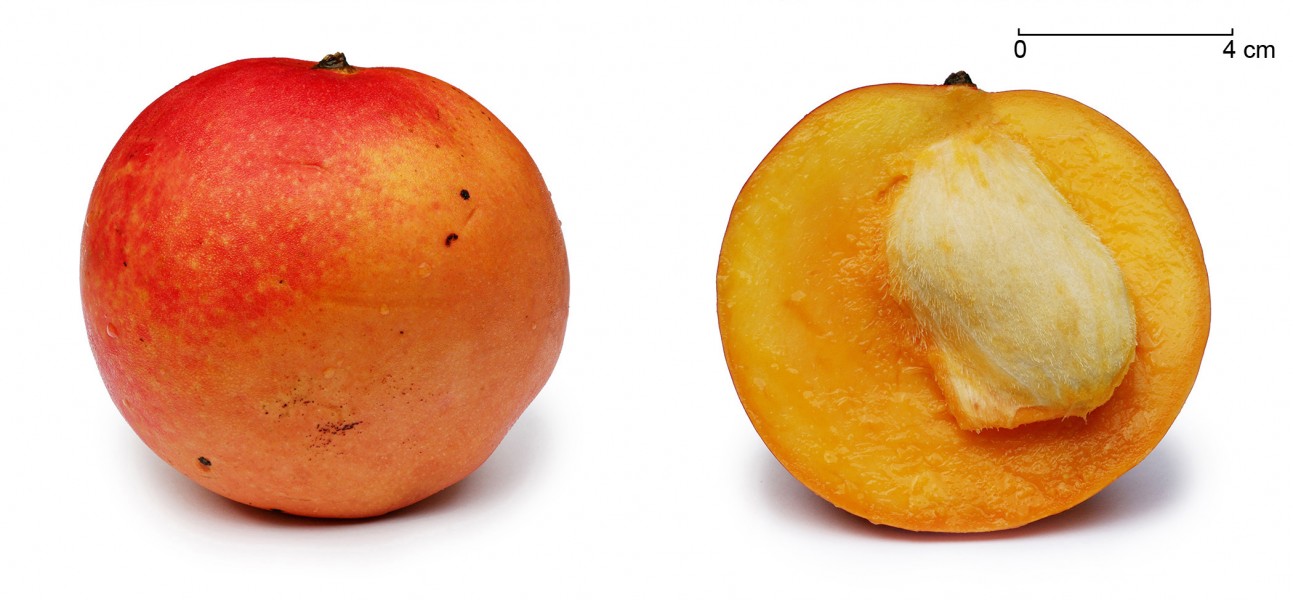Apple mango and cross section edit1