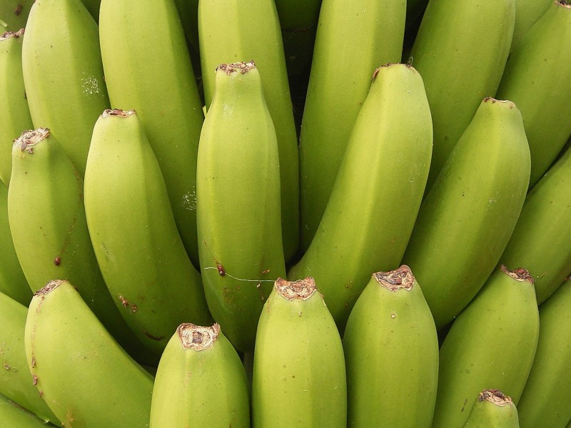 Banana plantation (La Cuesta) 04 ies
