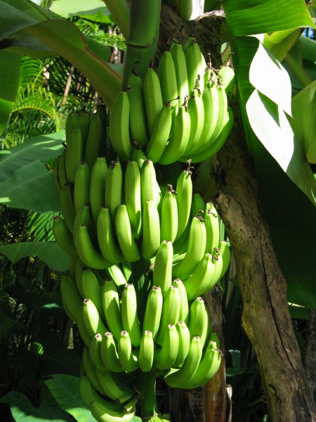 Bananas in Hawaii