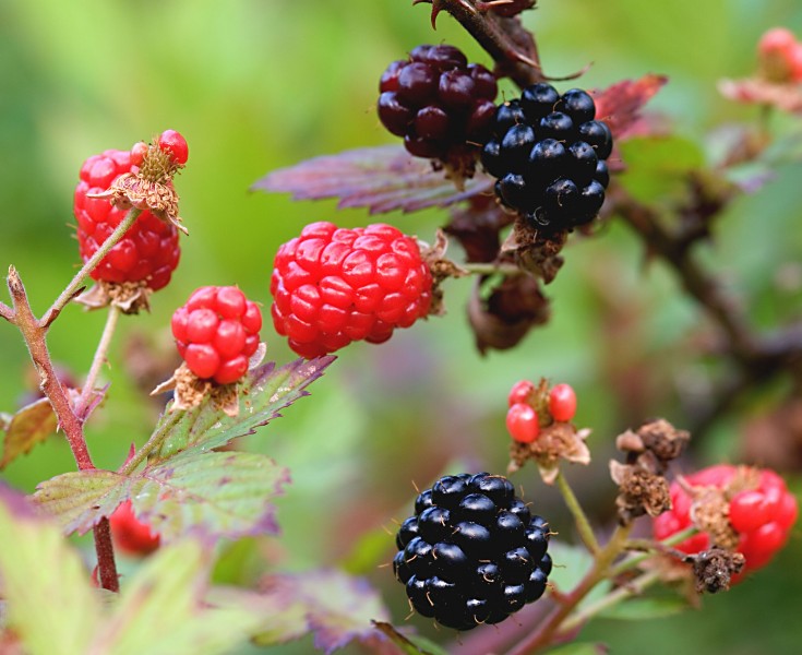 Black and red ripening blackberries