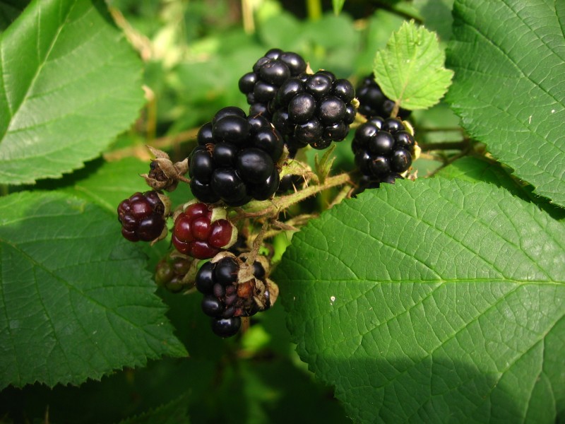 Blackberries-fruit and leaf-2048-A