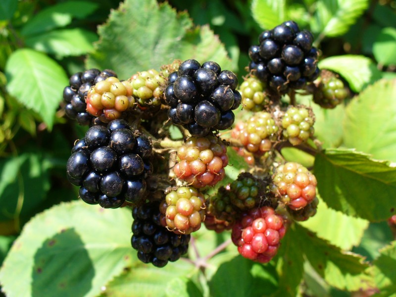 Blackberry fruits 2008 G1
