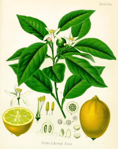 Citrus limonum (Köhler)