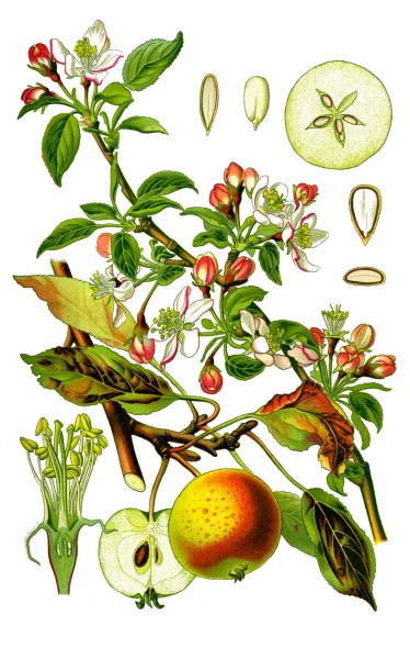 Cleaned-Illustration Malus domestica