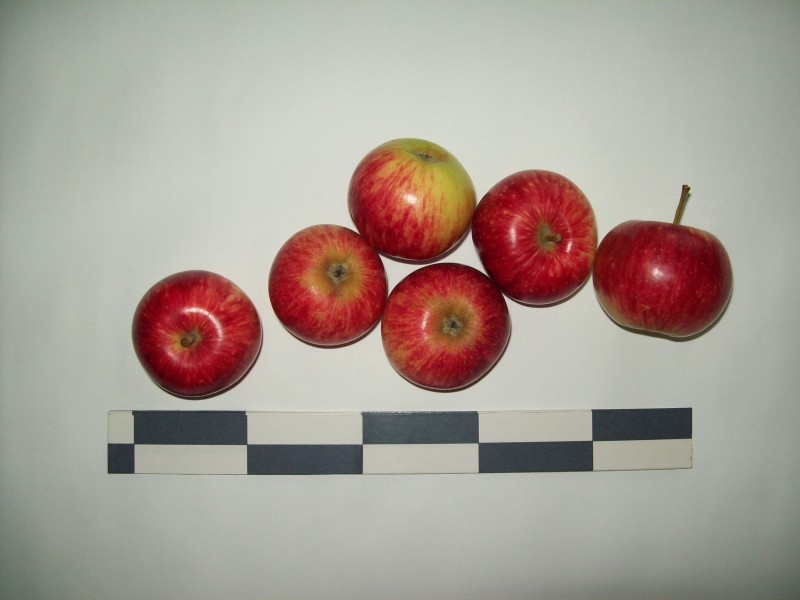 Яблоня Июньское персиковое