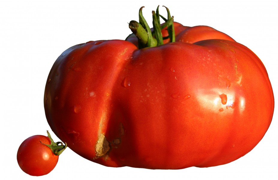 Diversité taille tomates