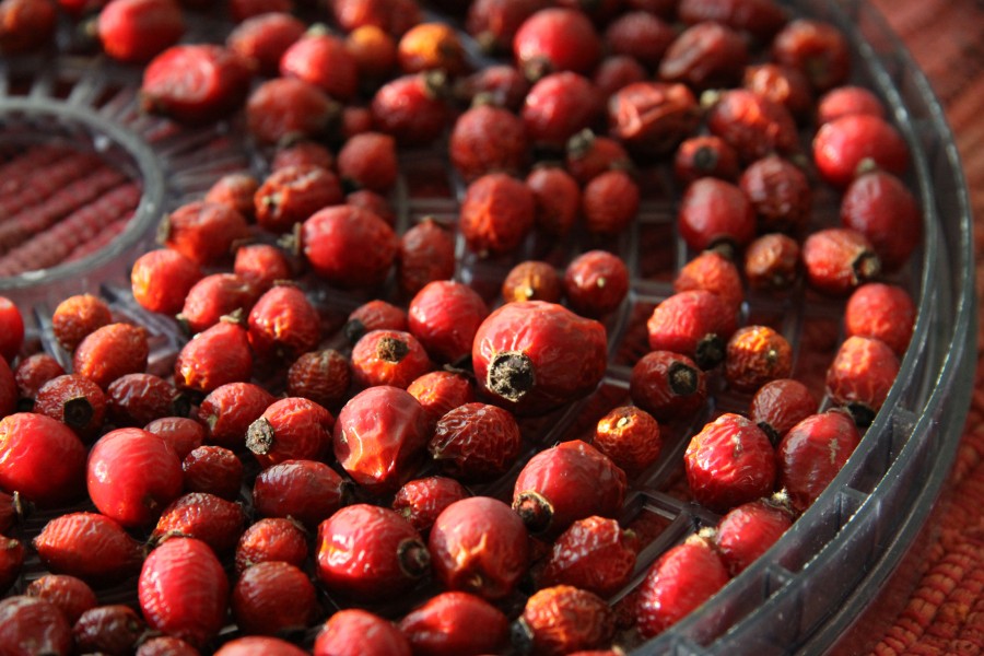 Drying of Rose hips for tea (7)