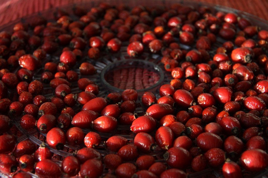 Drying of Rose hips for tea (8)