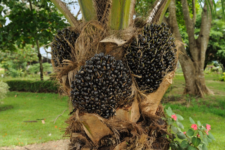 Elaeis guineensis oil palm fruit Portoviejo Ecuador