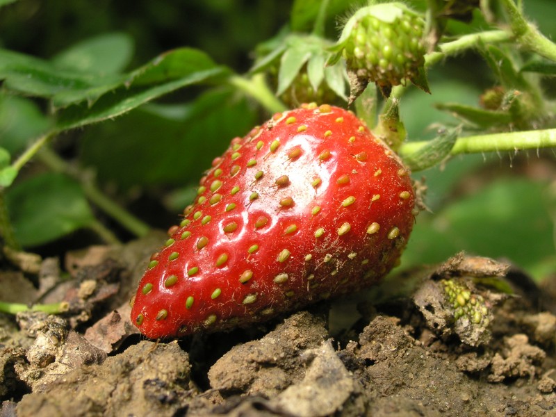 Erste-Erdbeere