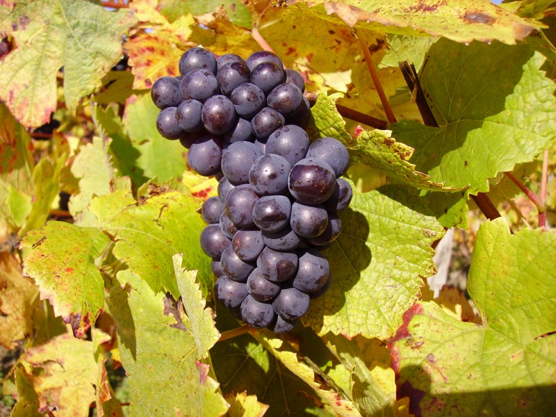 Grape near Sancerre