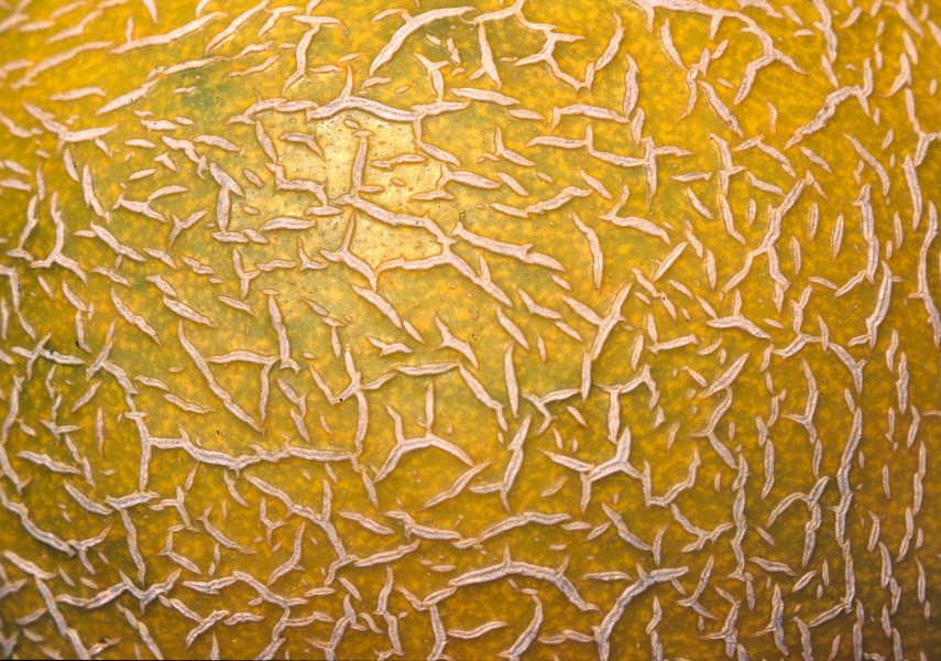 Honigmelone-Oberfläche