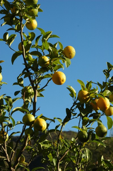 Lemon tree 003