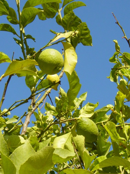 Lemons North Cyprus