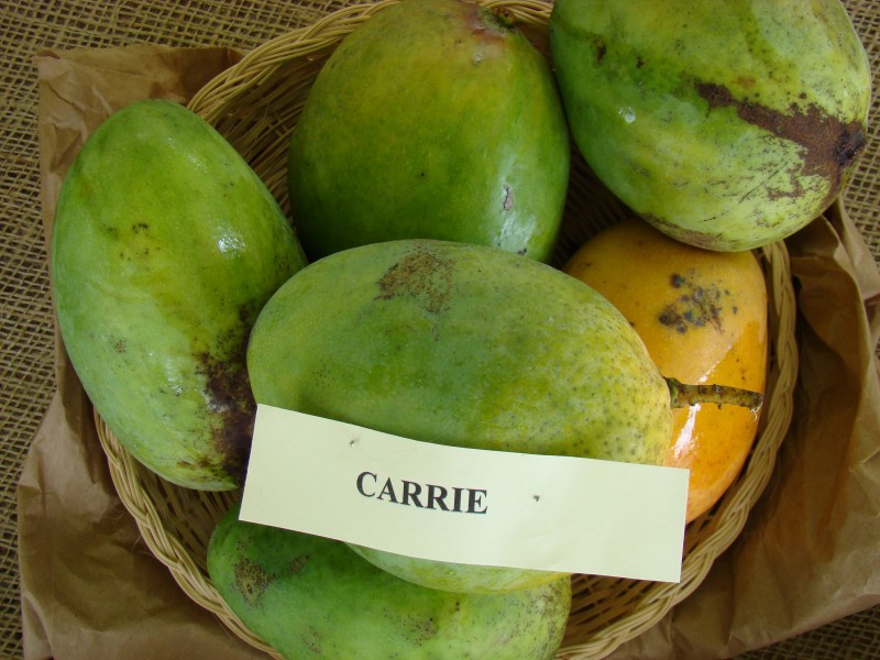 Mango Carrie Asit fs8