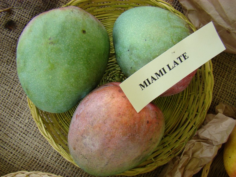 Mango MiamiLate Asit fs8