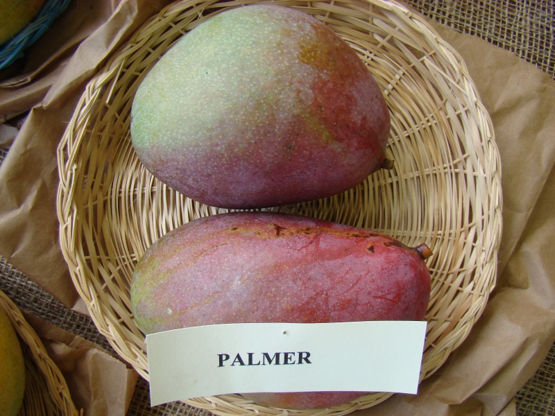 Mango Palmer Asit fs8